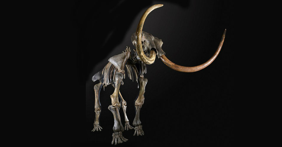 woolly mammoth skeleton auction
