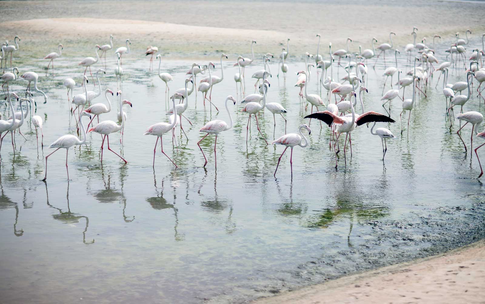Dubai flamingos
