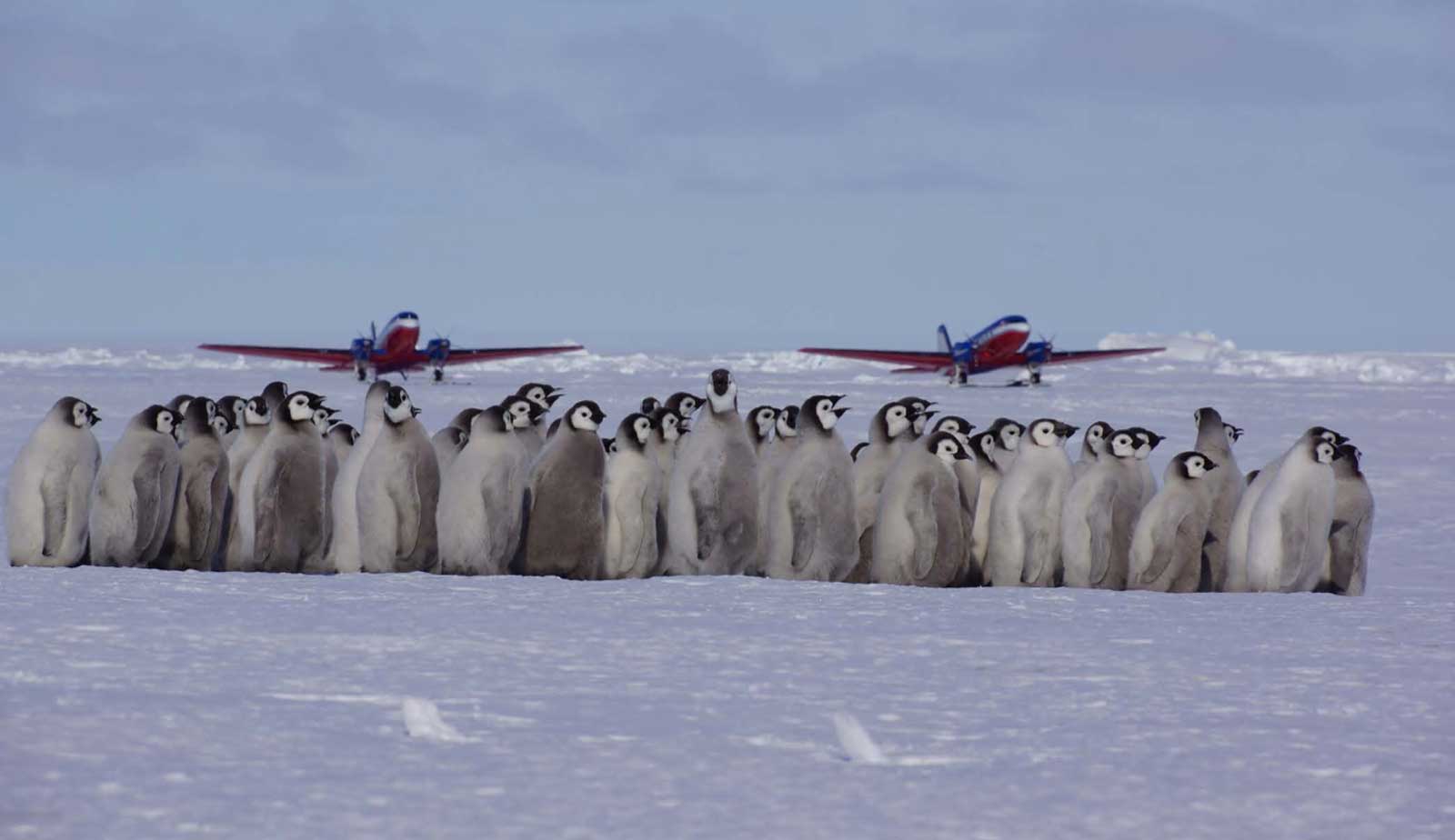 VFT Basler planes flying over penguins