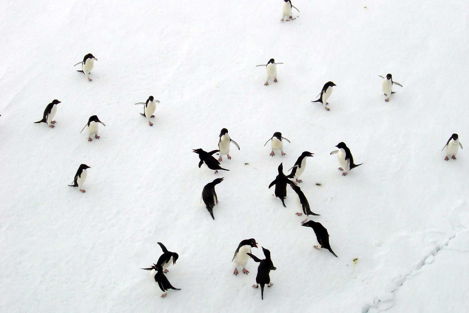 Penguins from above