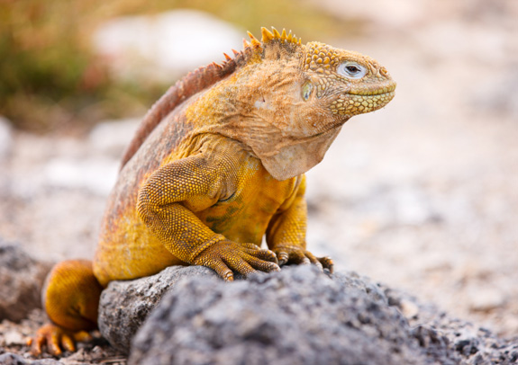 The German tourists was arrested carrying four Galapagos land iguanas in his luggage.