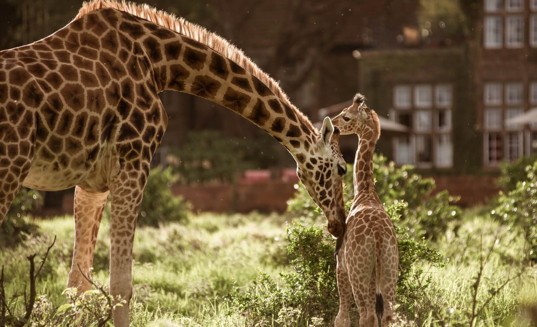 Giraffe Manor, The Safari Collection