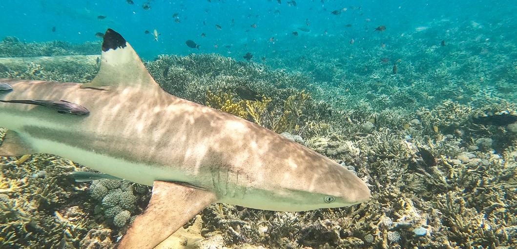 Raja Ampat