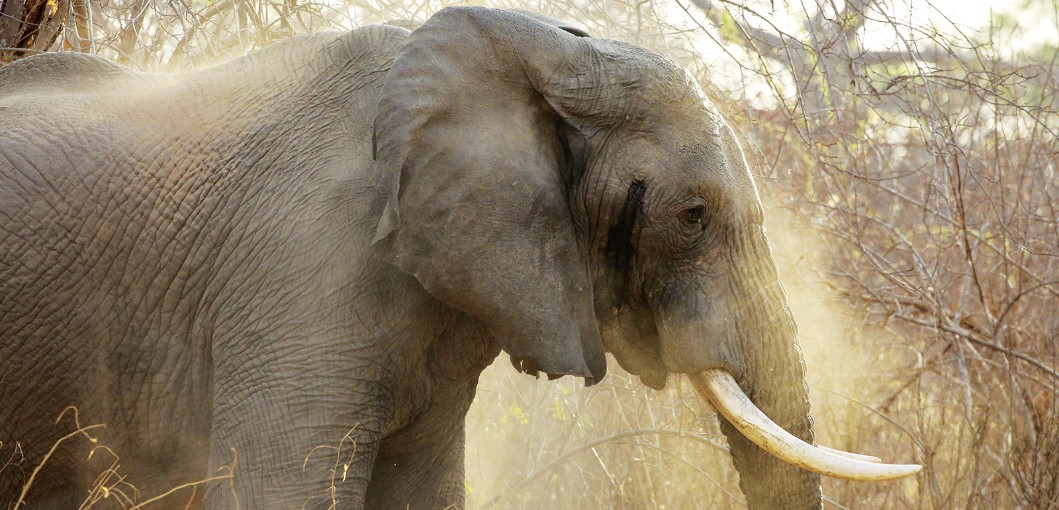 Ruaha National Park Tanzania