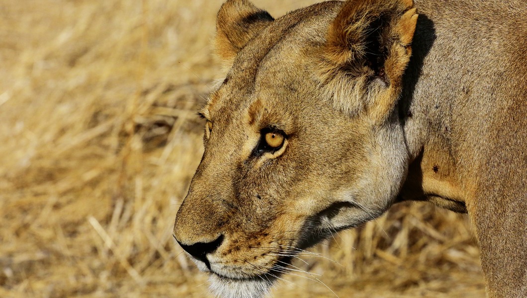 Ruaha National Park Tanzania