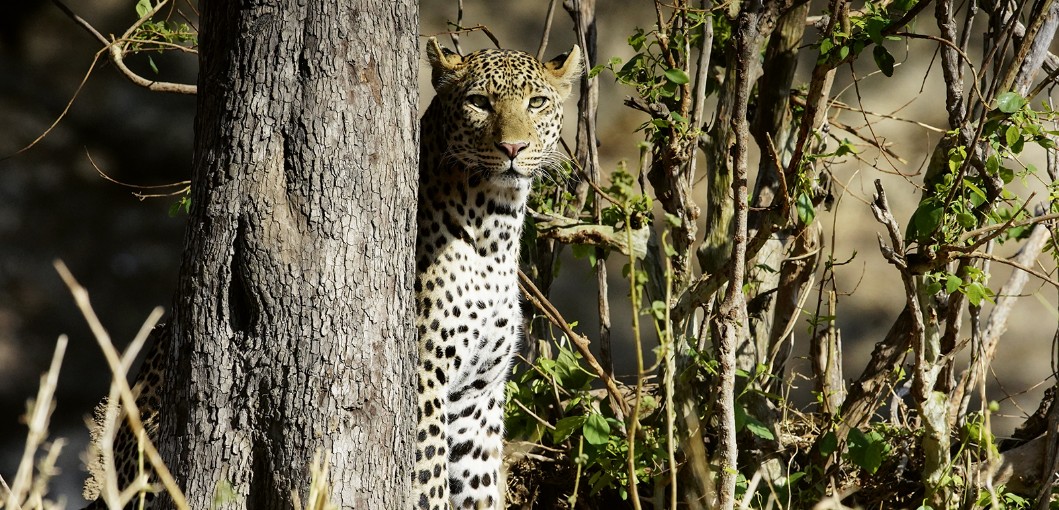 Ruaha National Park Tanzania