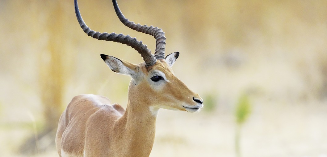 Ruaha National Park Tanzania