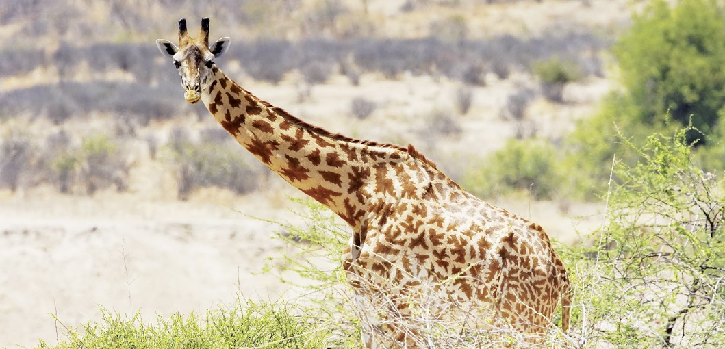 Ruaha National Park Tanzania