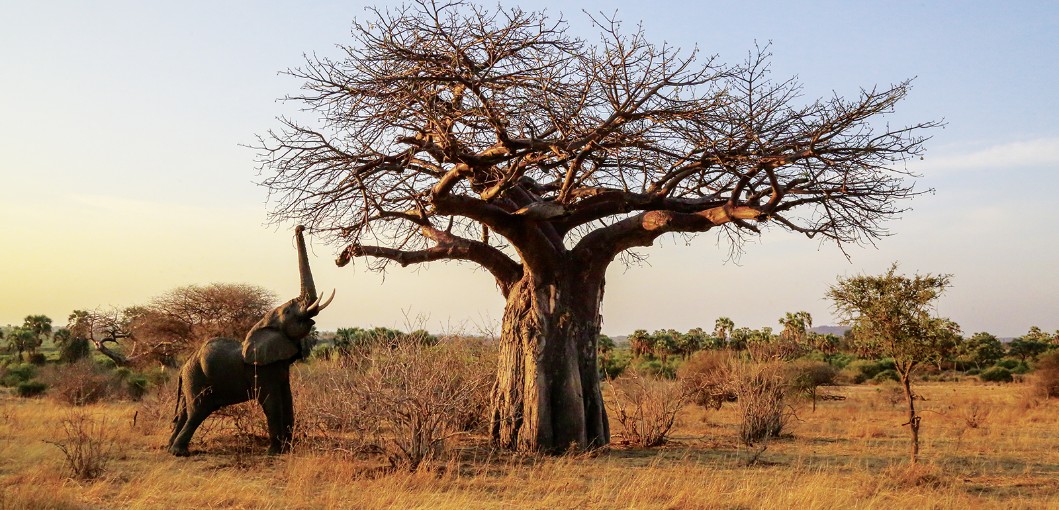 Ruaha National Park Tanzania