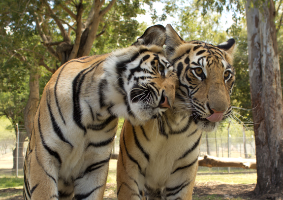 Casela Nature & Leisure Park