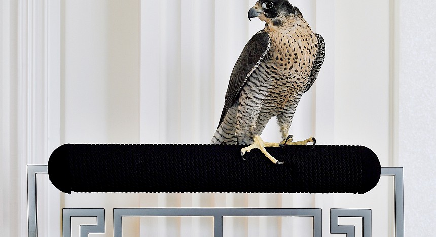 Palazzo Versace Dubai falcon suite