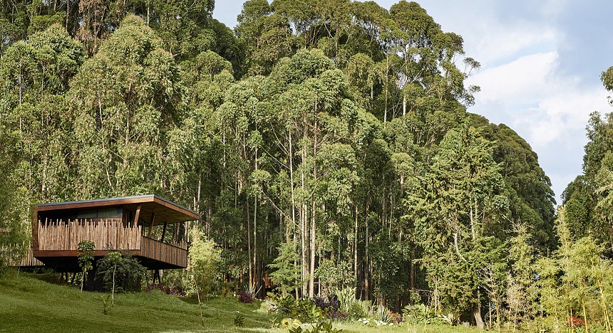 One&Only Gorilla's Nest, Rwanda, Kerzner, Africa, Lodge, Luxury, Safari, Mountain Gorilla, Forest