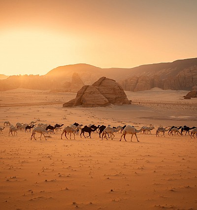 CULTURE: Camel culture to take over Saudi Arabia in 2024