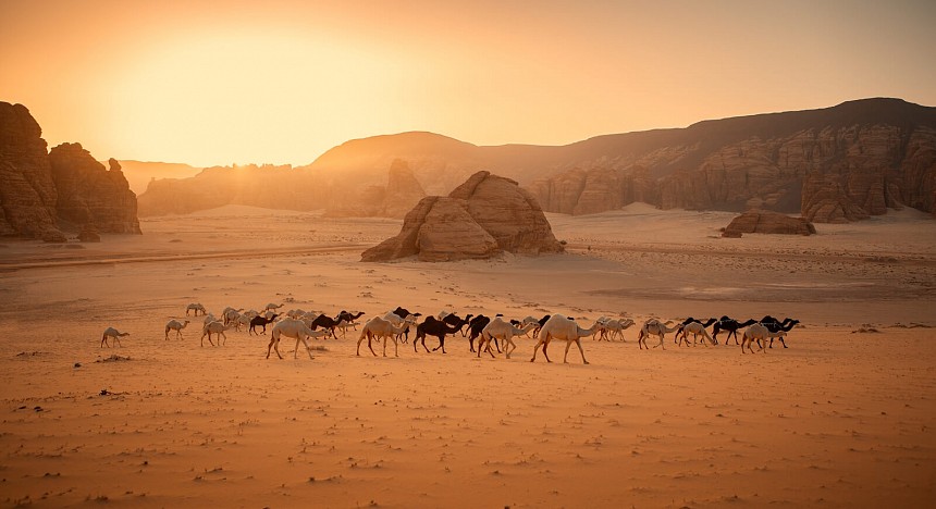 Saudi Arabia declares 2024 as Year of the Camel 