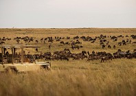 TRAVEL INTEL: Hooves and homebrew in the northern Serengeti