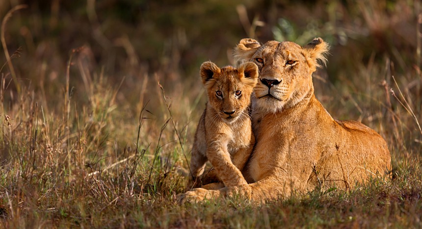 A lioness and her cub 