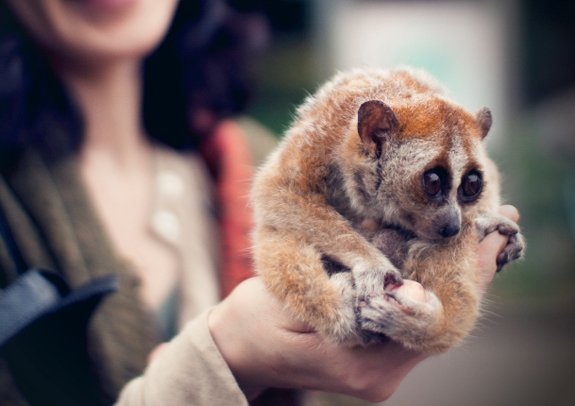 The slow loris monkey is an endangered species in Asia but they can be bought on the black market