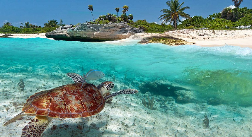 Turtle swimming in the ocean