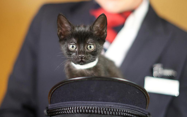 Paws and Relax with kittens on BA's in-flight entertainment system