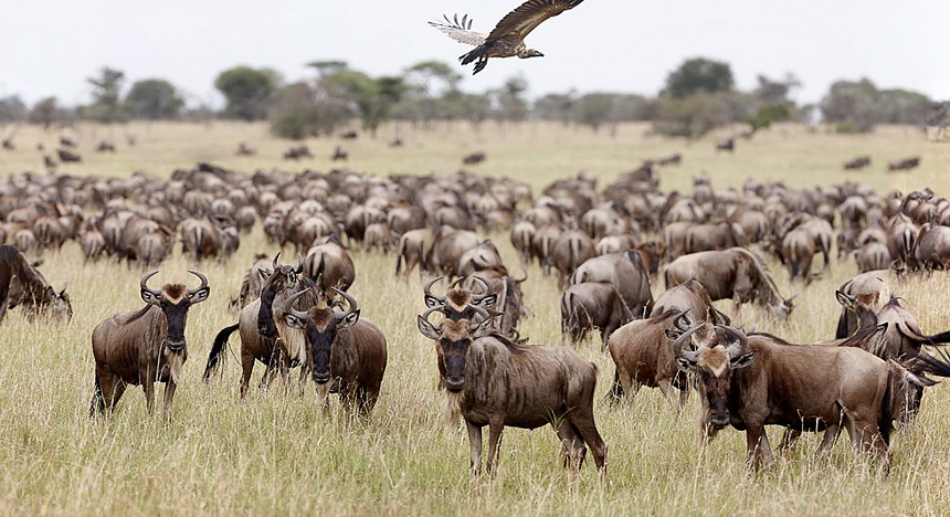 Wildebeest rule the Serengeti during the Great Migration