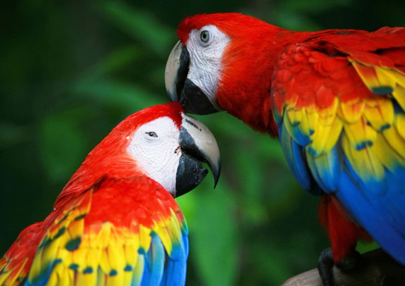 Majestic Macaws