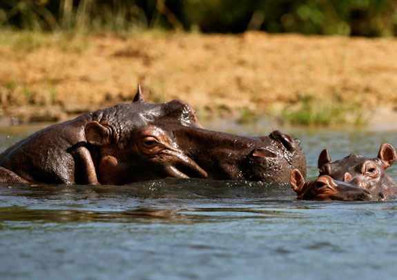 Hippos rule the Victoria Nile