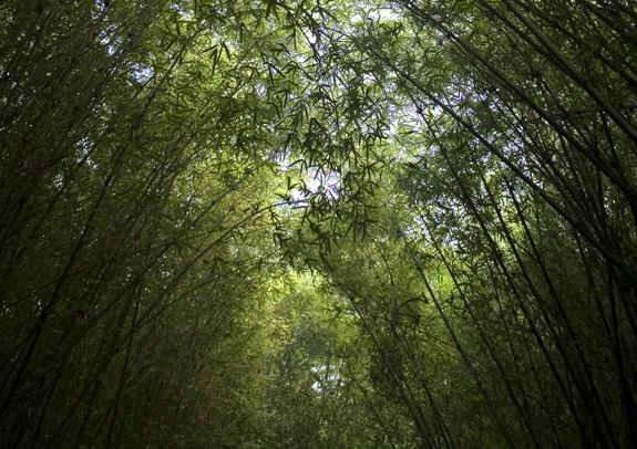 Bamboo forest in Wangjianglou Park