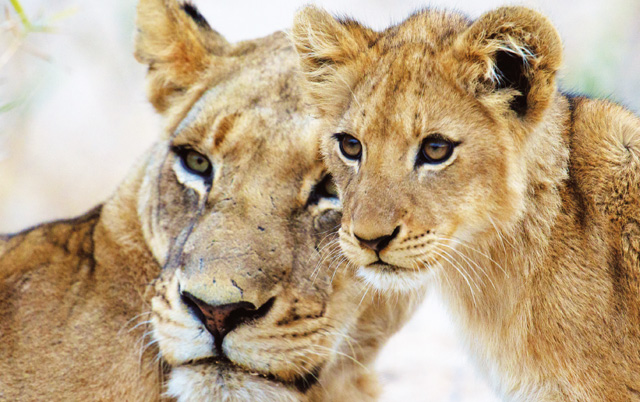 A lioness and her cub, Mala Mala Game Reserve, South Africa