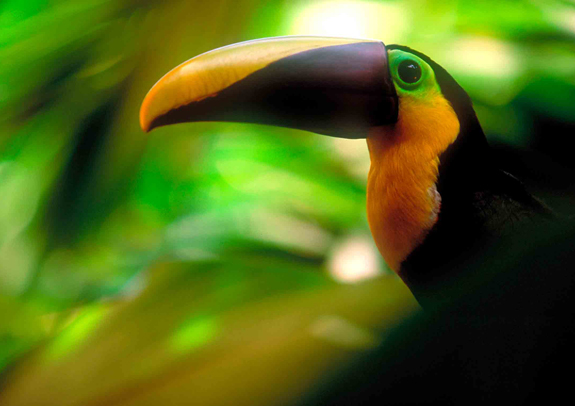 Local wildlife - a toucan