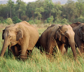 Elephants go on drunken rampage | Luxury Travel And Lifestyle Magazine
