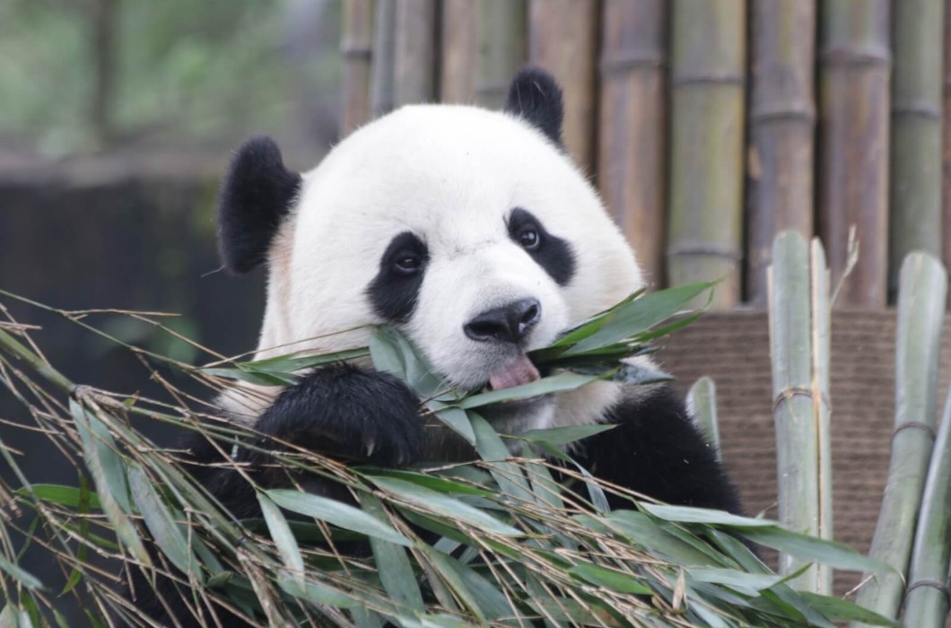 Chengdu Research Base of Giant Panda Breeding 