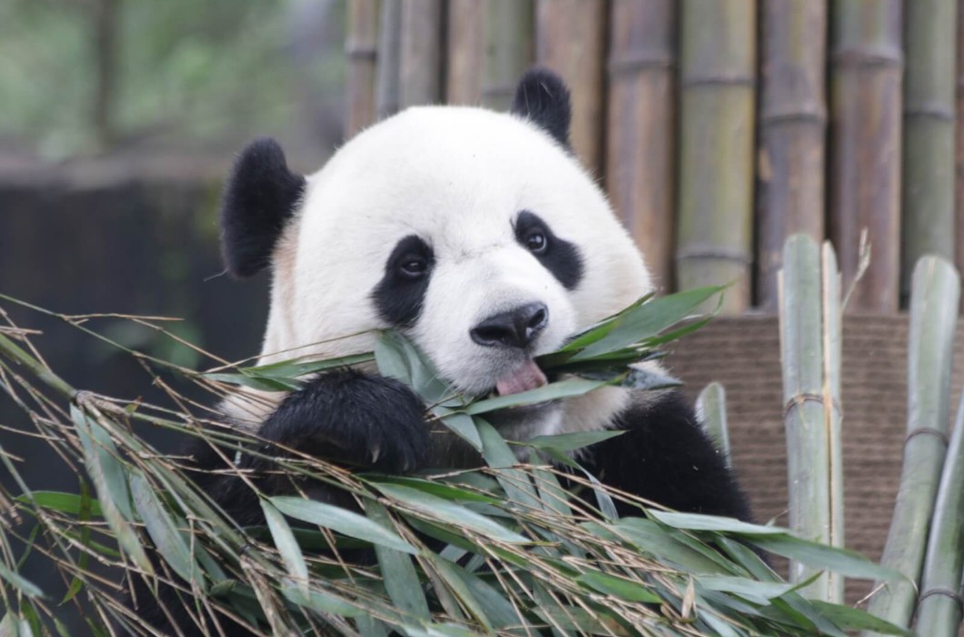 Chengdu Research Base of Giant Panda Breeding