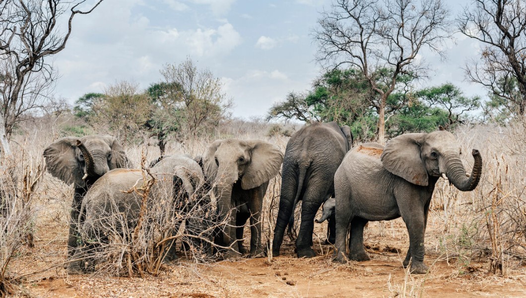 Matetsi Victoria Falls | Luxury Lodge in Zimbabwe