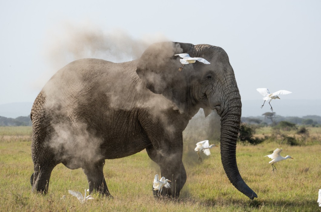 Angama Amboseli