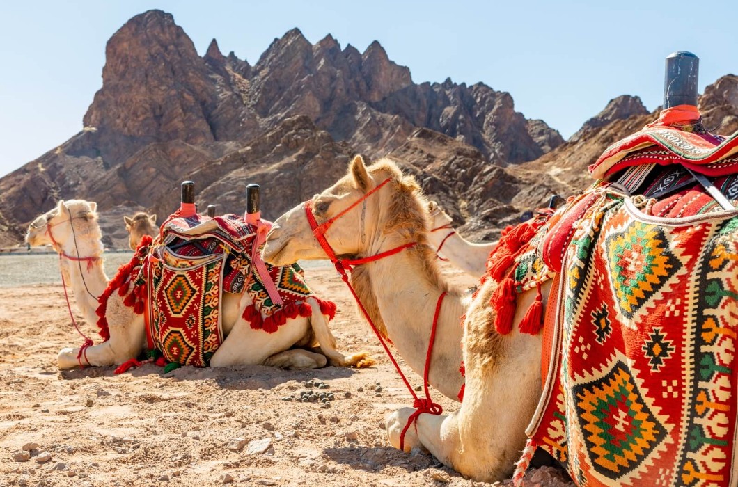 Year of the Camel, Saudi Arabia