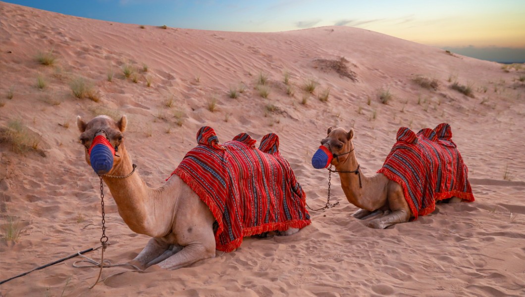 Sonara Camp Al Wadi