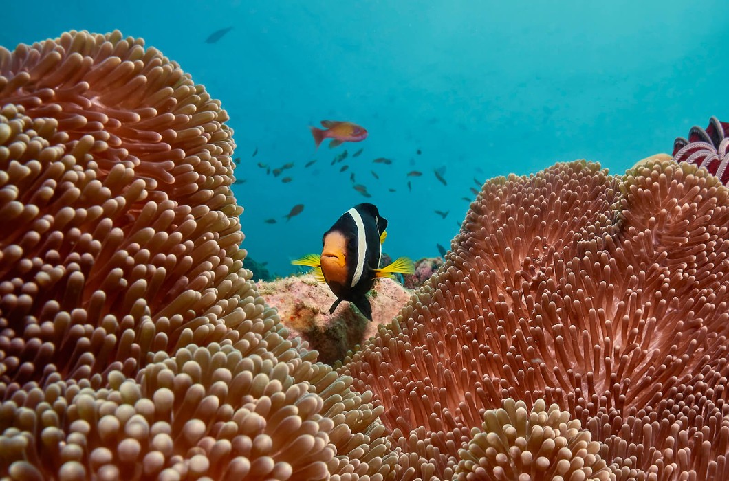 Cora Cora Maldives
