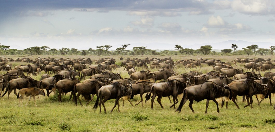 Ker & Downey Africa - Luxury African Safari