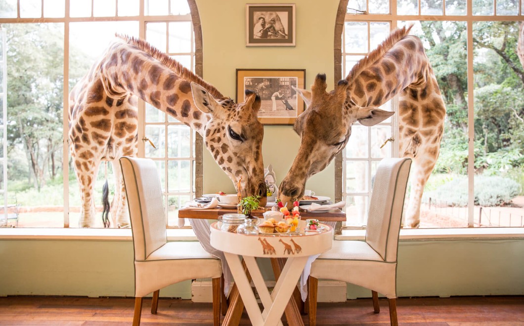 Giraffe Manor, The Safari Collection