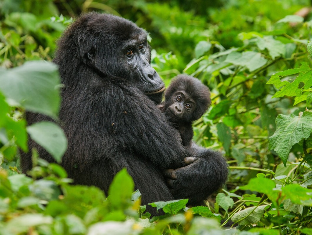 Roar Africa's 'Marching With Penguins and Gazing At Gorillas'