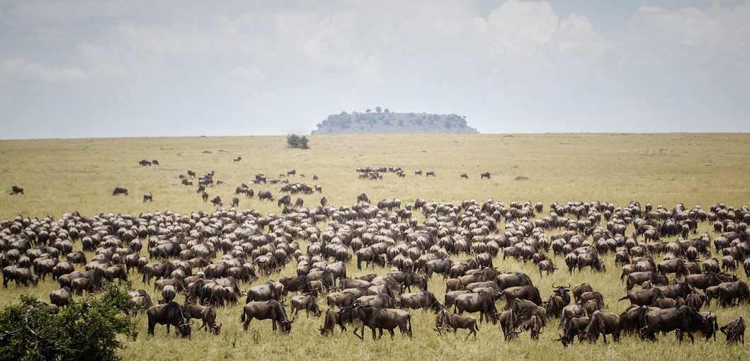 Sayari Camp | Serengeti Safari | Tanzania | Asilia Africa