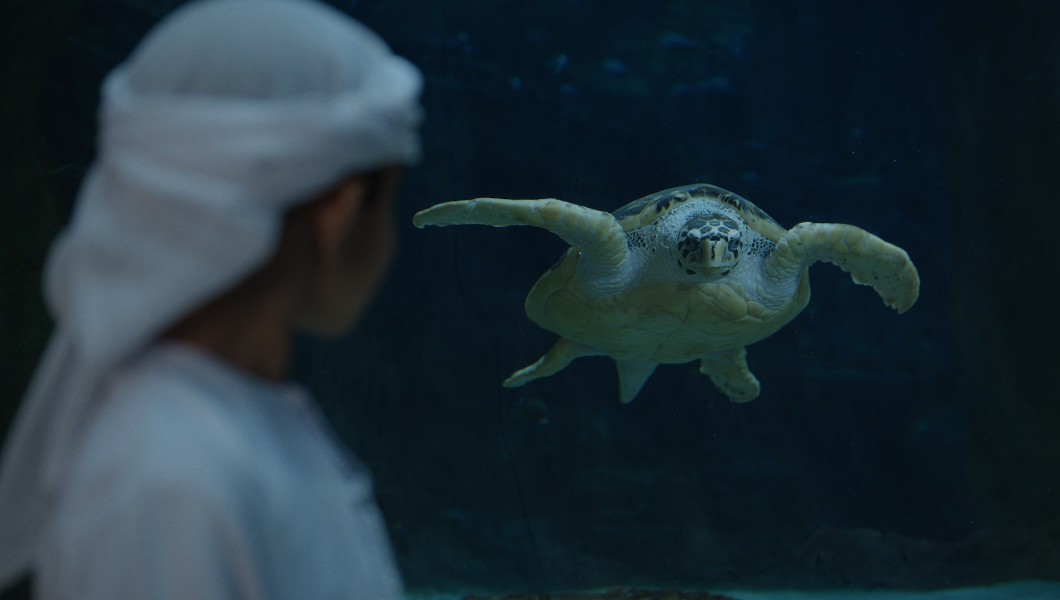SeaWorld Yas Island, Abu Dhabi