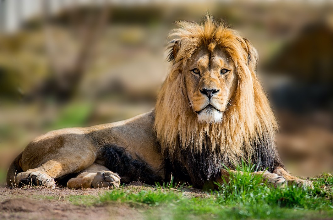 Big Cat Sanctuary in South Africa