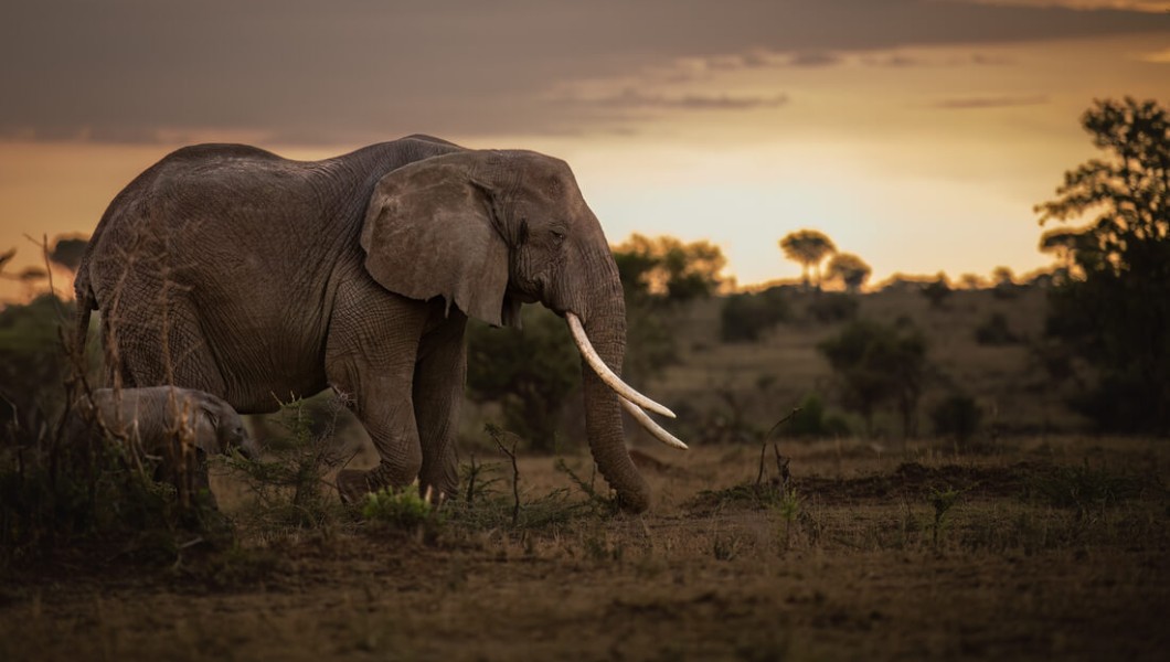 Singita Lodges