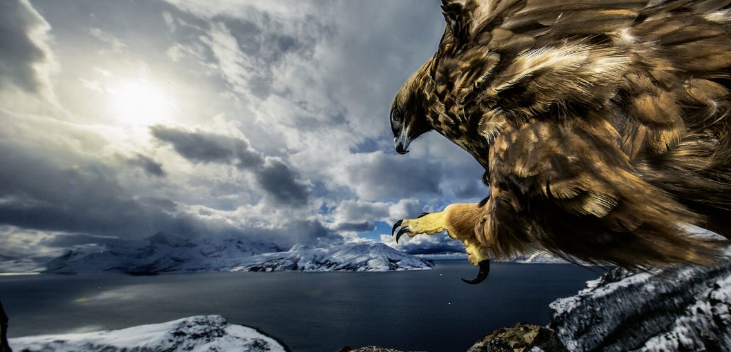 Wildlife photographer of the year  London, UK