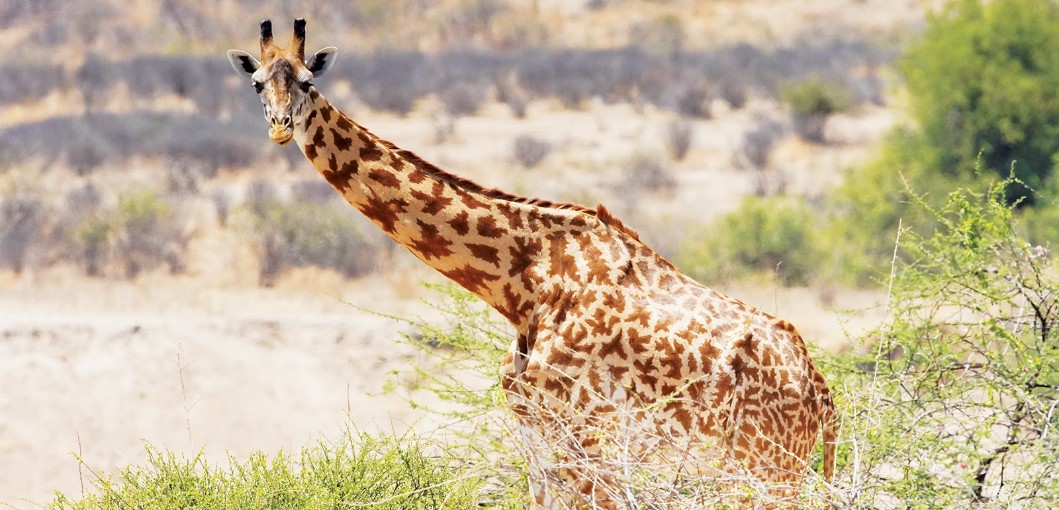 Tanzania’s Ruaha National Park