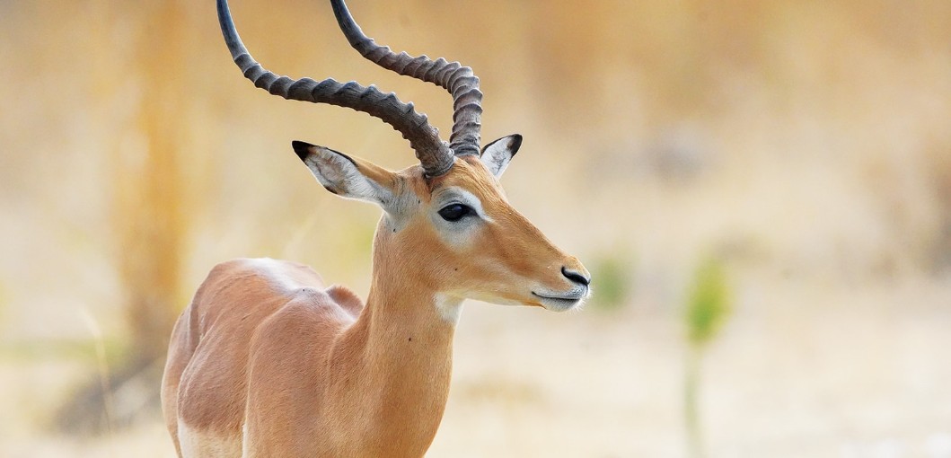 Tanzania’s Ruaha National Park