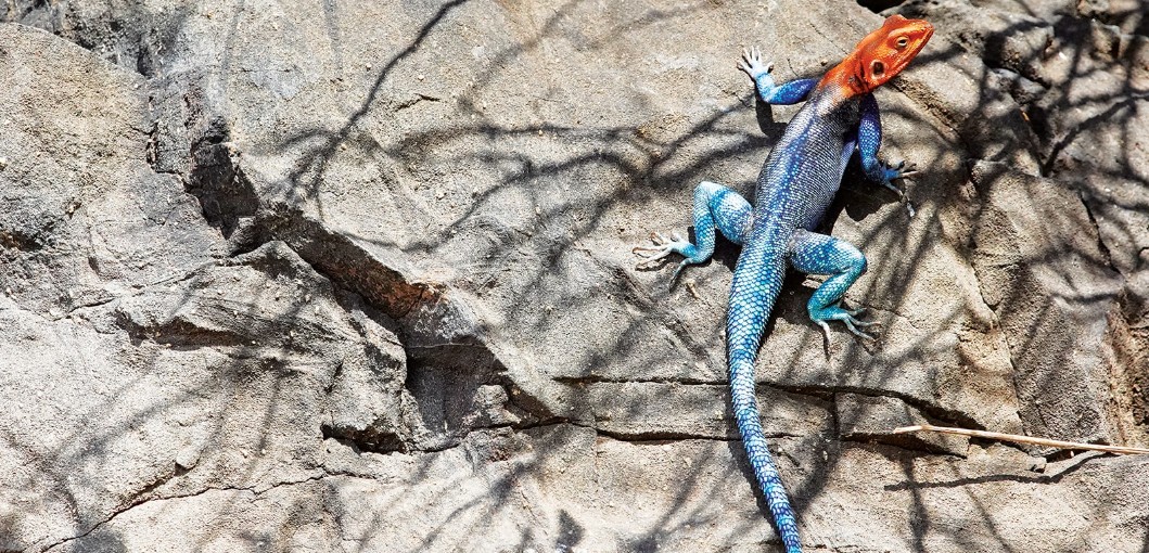 Tanzania’s Ruaha National Park