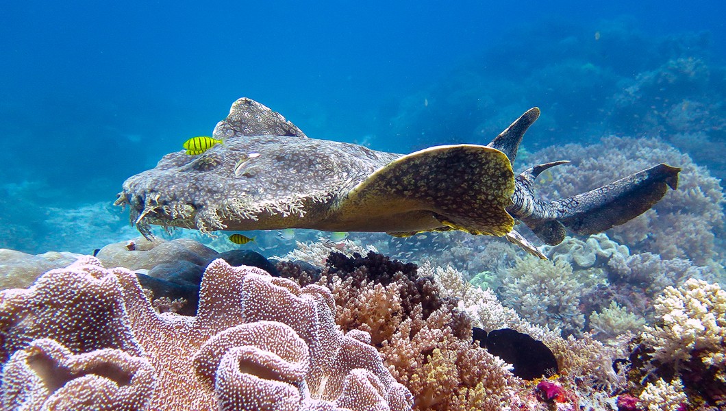 Raja Ampat